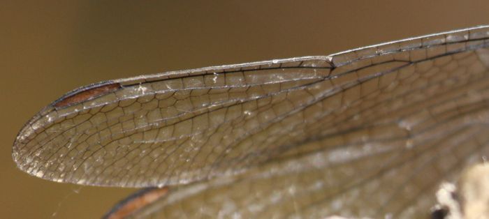 Orthetrum .... chi lo sa? O. coerulescens